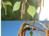 C'est parti pour les pollens de bouleaux