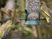 Nourrir les oiseaux du jardin - Les bons conseils de la Ligue pour la Protection des Oiseaux 