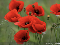 Le coquelicot ba bientôt recouvrir les espaces.... et c'est particulièrement bon à la santé 