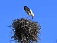 A Marnay, les cigognes font sensation 