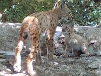 Première preuve de reproduction de Lynx en Côte-d’Or, espèce disparue de Bourgogne vraisemblablement vers le XVIIIe siècle