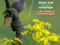 Week-end du comptage des oiseaux des jardins les 28 et 29 mai