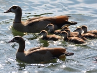 Bienvenue aux Ouettes d'Égypte sur les bords de Saône à Chalon 