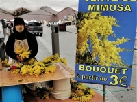 Du Mimosa sur vos marchés !  