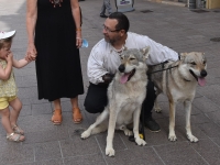 Venez à la rencontre des loups sur le marché artisanal médiéval rue aux Fèvres 