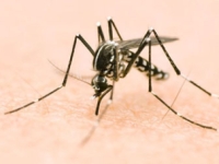 Chagny - Réunion d'information sur la prolifération du moustique-tigre le mardi 16 juillet