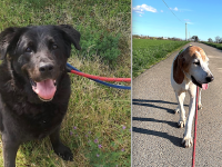 Devenez le HÉROS d’un chien âgé, ADOPTEZ UN CHIEN sénior. Deux adoptions émouvantes au refuge Ernest l’Henry de Châtenoy-le-Royal