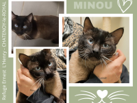 SPA de Châtenoy-le-Royal : Minou, le chat 2 en 1 ! 