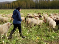 Dites non à l’élevage industriel, soutenez l’élevage responsable