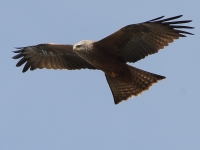 Les milans noirs arrivent… Participez au comptage de ce rapace majestueux avec la LPO 