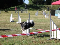 2 jours de concours d’agility organisés par le club canin EACF de Fontaines.