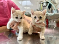 Avis aux belles âmes : quatre chatons abandonnés vous attendent à la clinique Vétélios de Chatenoy-en Bresse