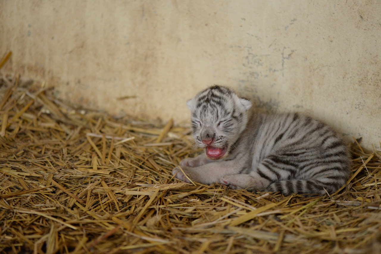 accouplement du tigre blanc et du tigre orange