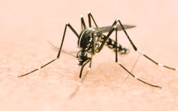 Chagni – Information meeting on the spread of the tiger mosquito on Tuesday, July 16 – info-chalon.com