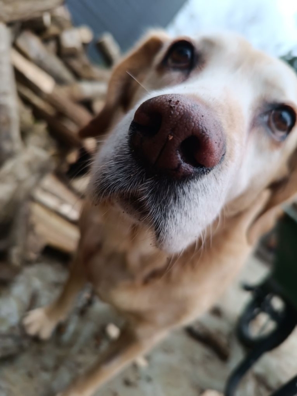 Faites-vous partie des 6 Français sur 10 qui partagent leur quotidien avec un animal de compagnie ?