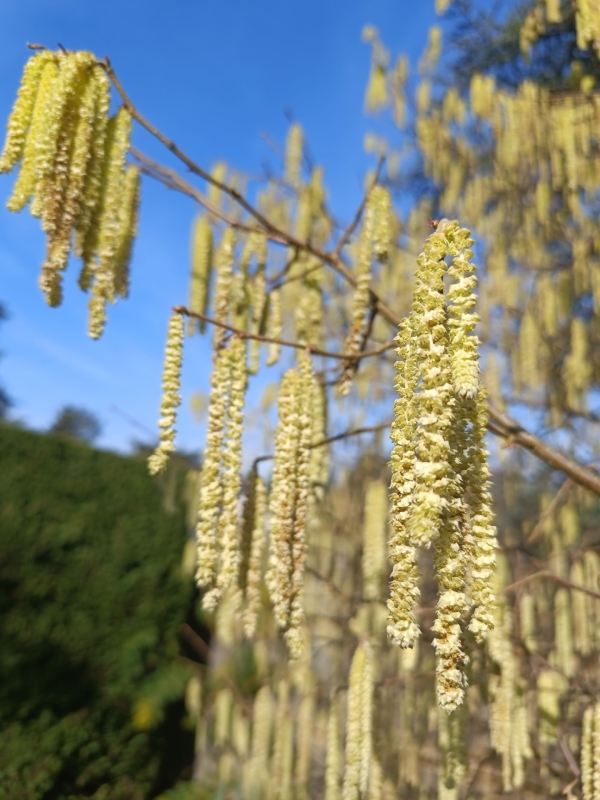 Les premiers pollens s'activent en Saône et Loire 