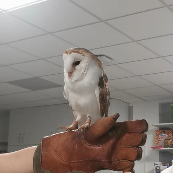 Les Chouettes du Cœur - Une envolée de douceur pour les enfants hospitalisés à Dijon 