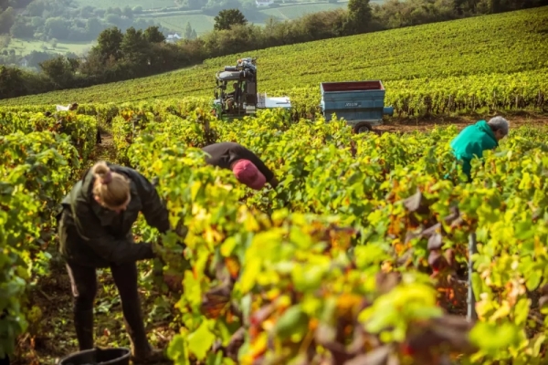 Vendanges - Le manque de main-d'œuvre met la viticulture bourguignonne sous pression