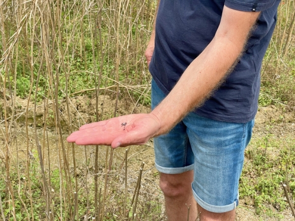 Début de la moisson de la moutarde avec 12 000 tonnes à récolter en Côte d'Or 