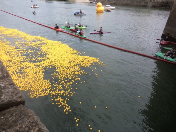 Ce dimanche, à 15 heures, départ de la course aux canards du Rotary Chalon Bourgogne Niépce 