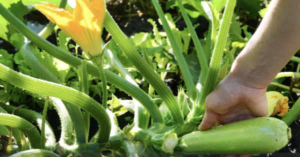 Deux ou trois choses à savoir avant de récolter vos courgettes ! 