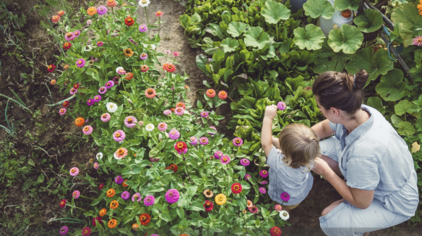 Fleurir le potager en été, c'est beau.. c'est bon et c'est utile ! 