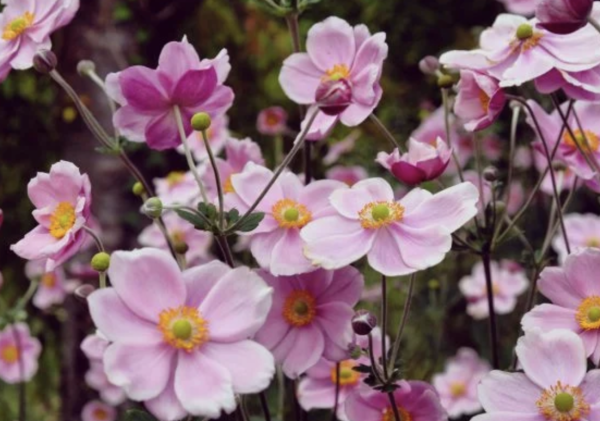 A planter en août pour avoir un jardin fleuri à la rentrée de septembre 