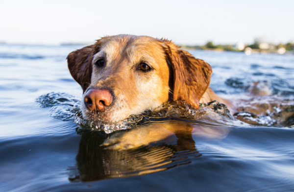 La baignade dans l'eau salée, plutôt déconseillée pour vos chiens  