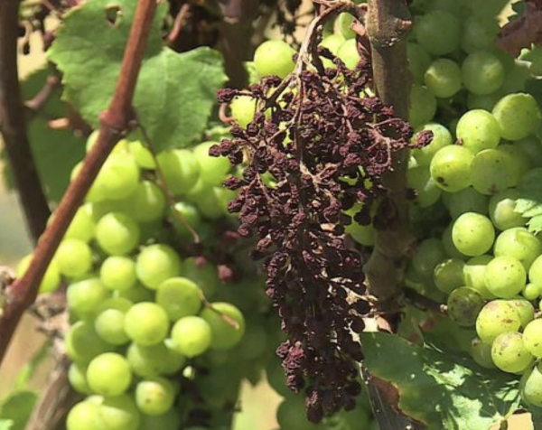 "C'est une année très compliquée" : les vignerons bourguignons s'attendent à une récolte en baisse