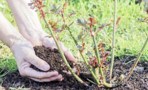 « Ce que vous devez absolument commencer au jardin en octobre pour un printemps réussi ! »