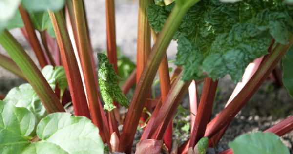 JARDIN - C'est le moment de diviser vos pieds de rhubarbe pour un regain de vigueur au printemps 