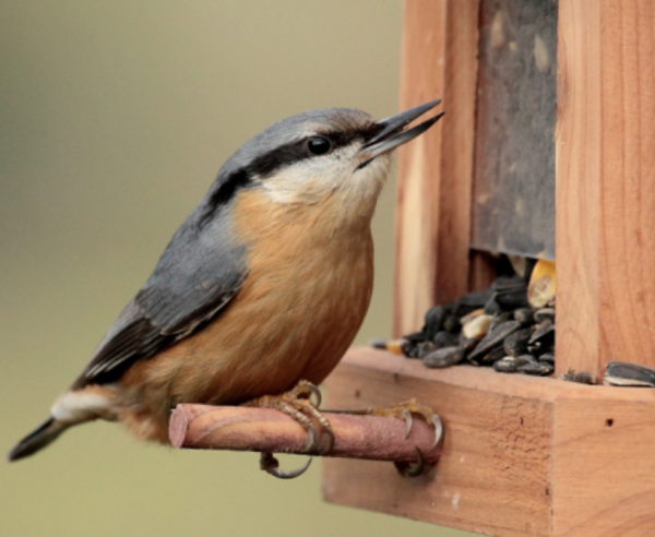 Comment venir en aide aux oiseaux en hiver et quelle nourriture apporter ?