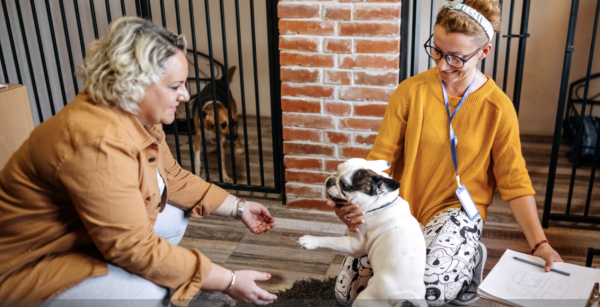 Chiots, chatons ... comment les adopter dans les règles ?