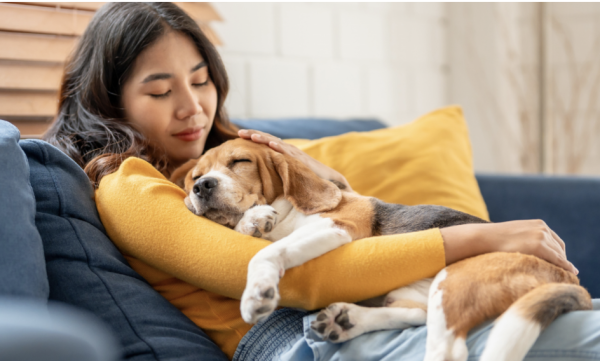 Les chiens sont bien sensibles à notre stress 