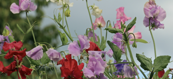 JARDIN - Les pois de senteur sont à préparer dès maintenant pour une floraison estivale 