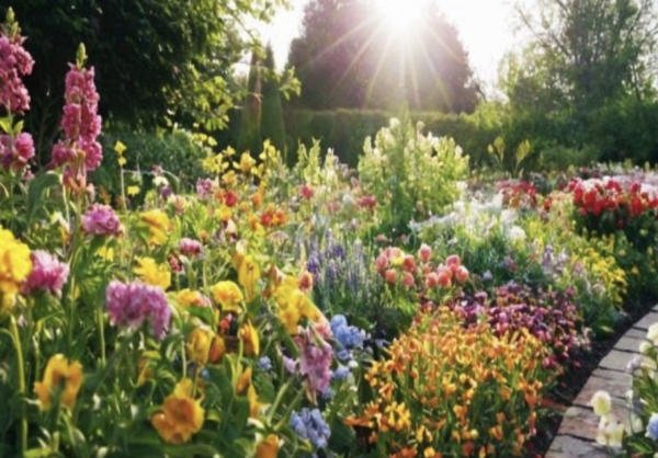 Si vous semez ces 7 graines de fleurs maintenant, votre jardin sera plus beau que jamais cet été