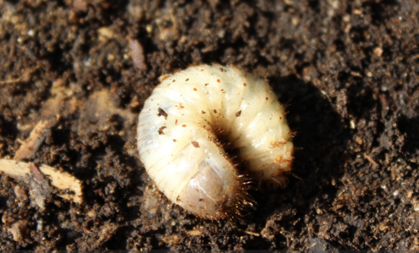 Stoppez tout ! Halte au massacre des vers blancs dans le compost ! 