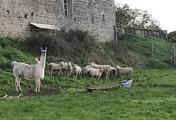 Et si face au loup, la solution était le lama ?