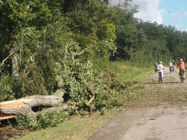 Le chêne marquant le massacre de Marloux malmené par l'orage de samedi soir 