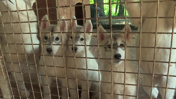 Plus d’une centaine de huskies sauvés d’un élevage clandestin insalubre à Montcorbon annonce l'association Stéphane Lamart