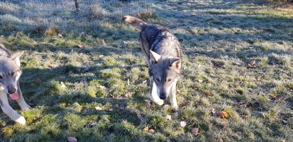 Un Chien-loup de Saarloos se promène... ne paniquez pas ! 