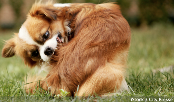 Mon chien peut-il être allergique aux pollens ? 