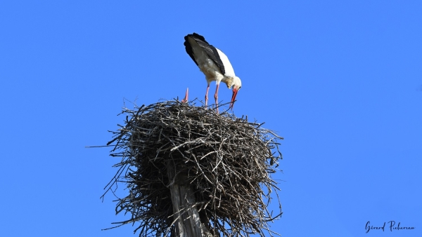 A Marnay, les cigognes font sensation 