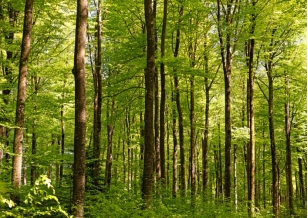 28 % des ménages de la région Bourgogne-Franche Comté  utilisent du bois pour se chauffer