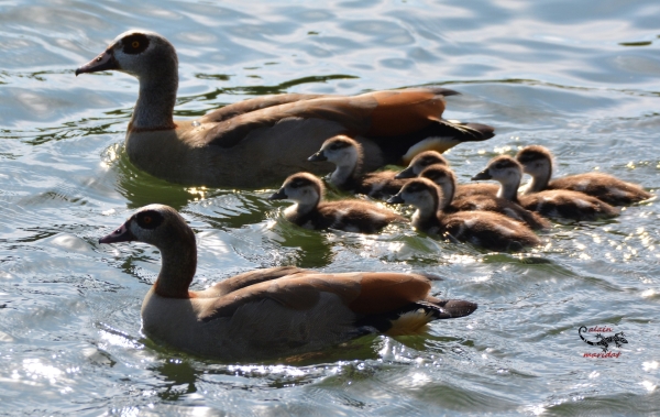 Bienvenue aux Ouettes d'Égypte sur les bords de Saône à Chalon 