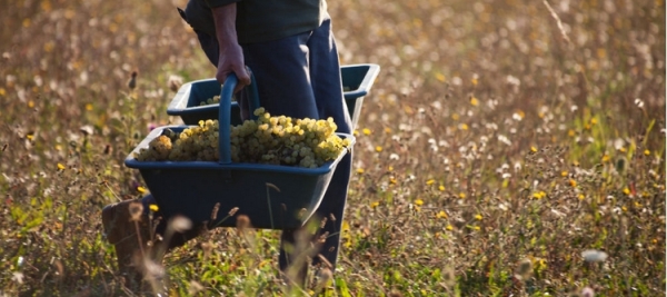 La saison des vendanges 2024 approche à grands pas !