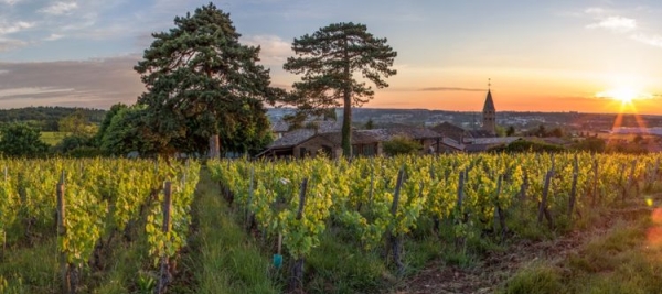 Nouveaux Premiers Crus : Pouilly-Loché et Pouilly-Vinzelles