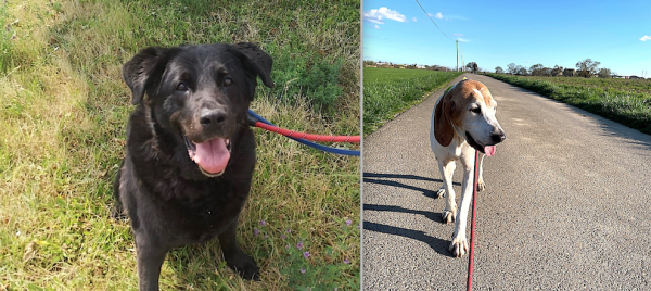 Devenez le HÉROS d’un chien âgé, ADOPTEZ UN CHIEN sénior. Deux adoptions émouvantes au refuge Ernest l’Henry de Châtenoy-le-Royal